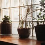 Plants and windows
